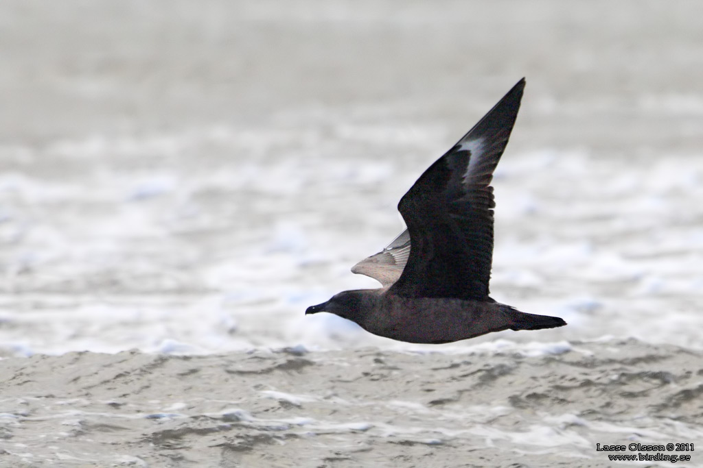 STORLABB / GREAT SKUA  (Stercorarius skua) - Stäng / Close