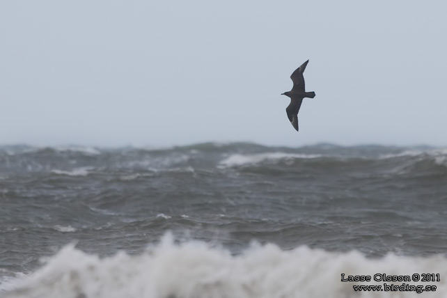 STORLABB / GREAT SKUA  (Stercorarius skua) - stor bid / full size