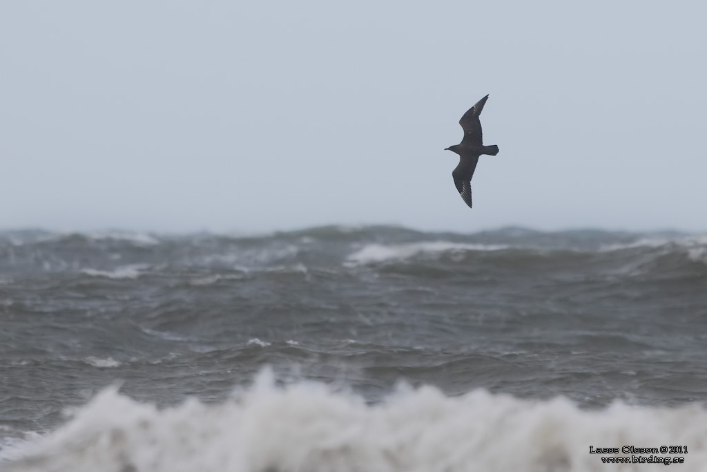 STORLABB / GREAT SKUA  (Stercorarius skua) - Stäng / Close