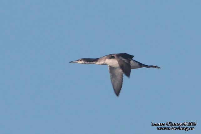 STORLOM / BLACK-THROATED DIVER (Gavia artica) - stor bild / full size