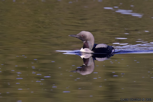 STORLOM / BLACK-THROATED DIVER (Gavia artica) - stor bild / full size