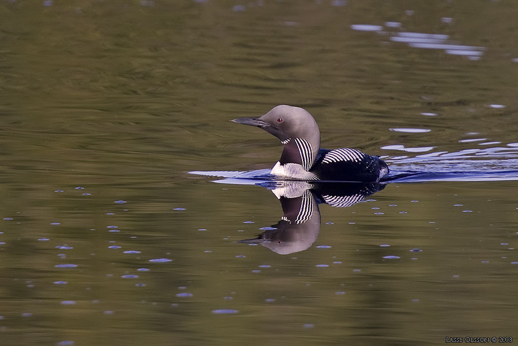 STORLOM / BLACK-THROATED DIVER (Gavia artica) - Stng / Close