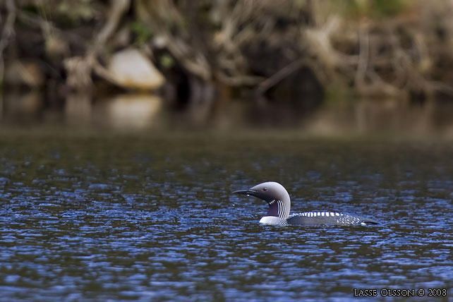 STORLOM / BLACK-THROATED DIVER (Gavia artica) - stor bild / full size