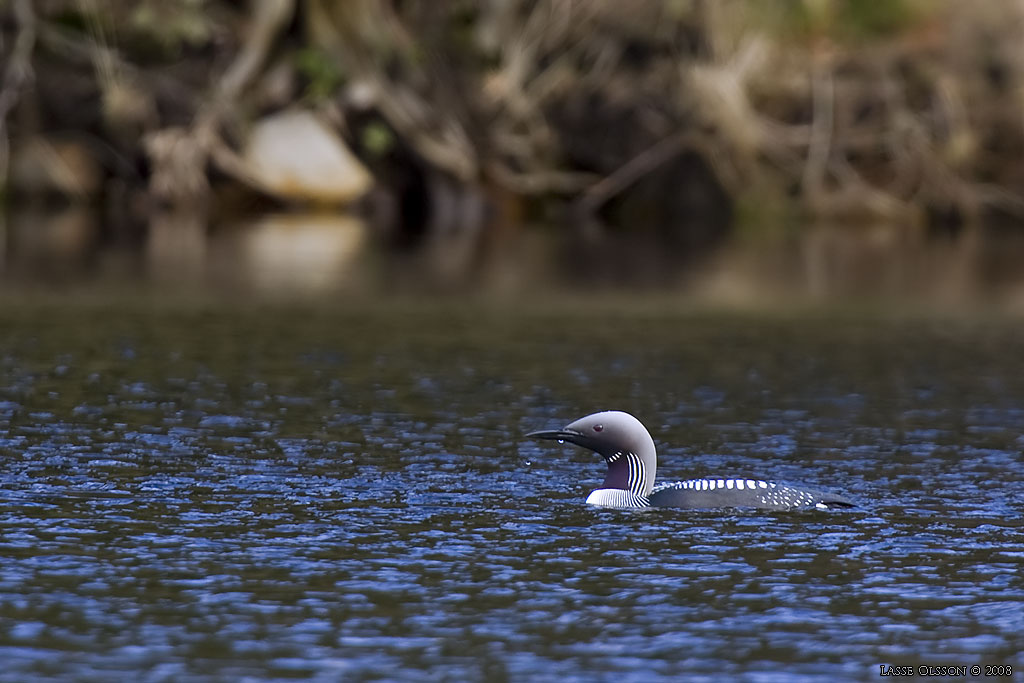 STORLOM / BLACK-THROATED DIVER (Gavia artica) - Stng / Close