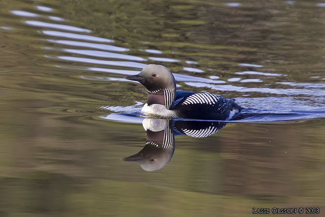 STORLOM / BLACK-THROATED DIVER (Gavia artica) - stor bild / full size