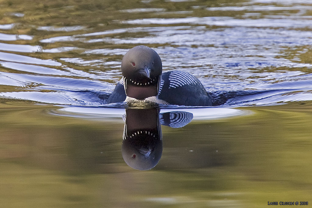 STORLOM / BLACK-THROATED DIVER (Gavia artica) - Stng / Close