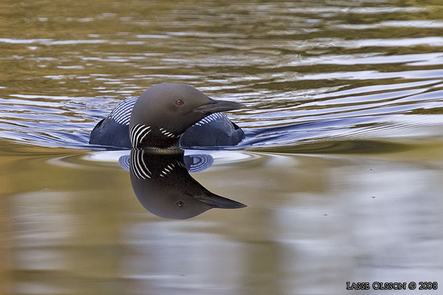 STORLOM / BLACK-THROATED DIVER (Gavia artica) - stor bild / full size