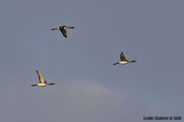 STORLOM / BLACK-THROATED DIVER (Gavia artica) - stor bild / full size