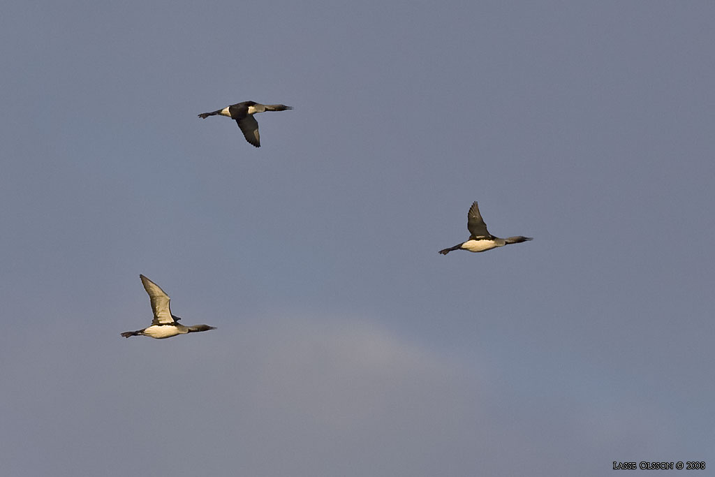 STORLOM / BLACK-THROATED DIVER (Gavia artica) - Stng / Close