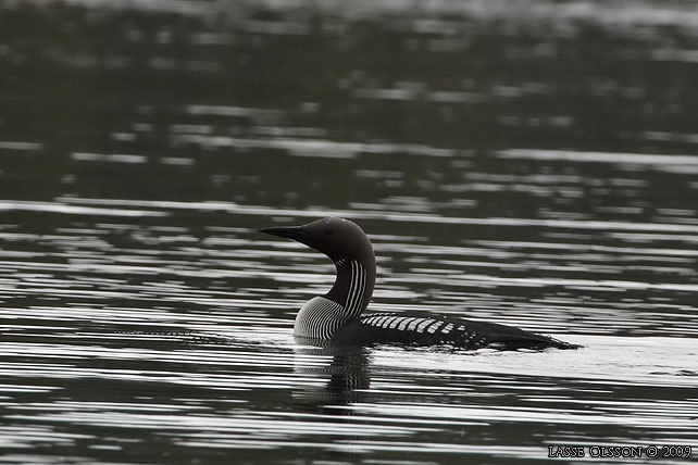 STORLOM / BLACK-THROATED DIVER (Gavia artica) - stor bild / full size