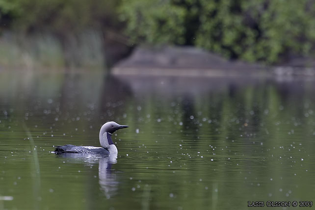 STORLOM / BLACK-THROATED DIVER (Gavia artica) - stor bild / full size