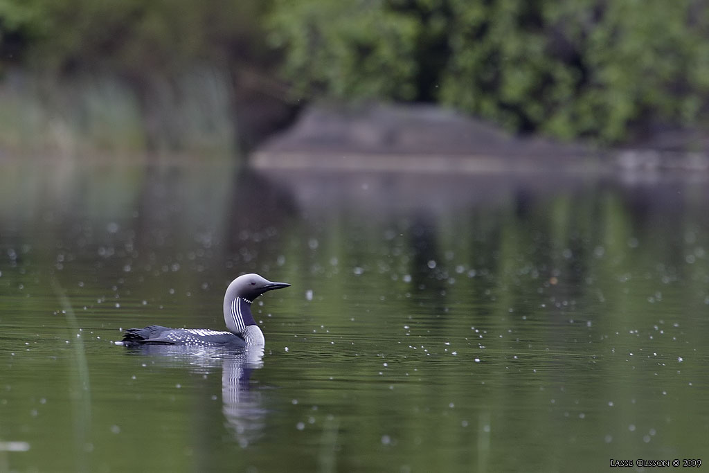 STORLOM / BLACK-THROATED DIVER (Gavia artica) - Stng / Close