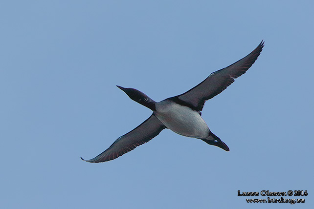 STORLOM / BLACK-THROATED DIVER (Gavia artica) - stor bild / full size