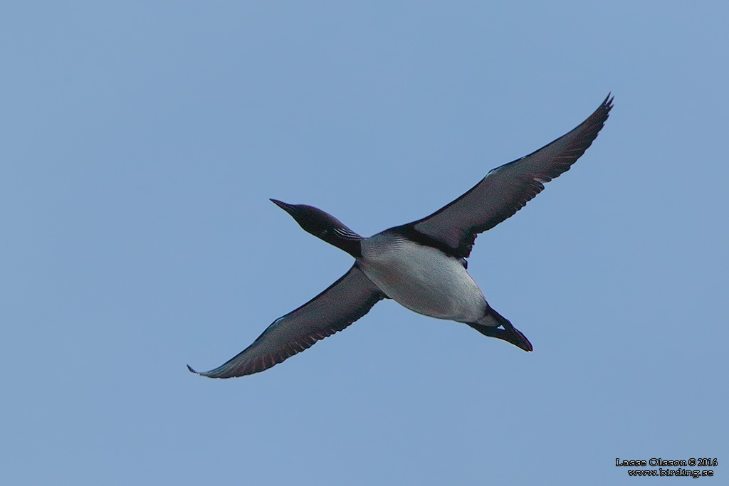 STORLOM / BLACK-THROATED DIVER (Gavia artica) - Stng / Close