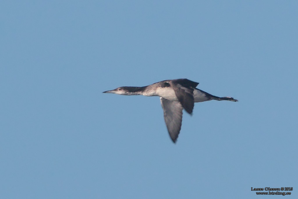 STORLOM / BLACK-THROATED DIVER (Gavia artica) - Stng / Close