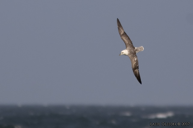 STORMFGEL / NORTHERN FULMAR (Fulmarus glacialis) - stor bild / full size