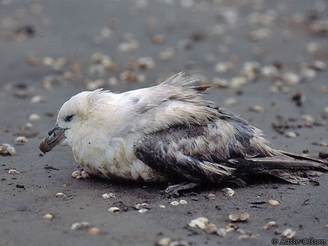 STORMFGEL / NORTHERN FULMAR (Fulmarus glacialis)