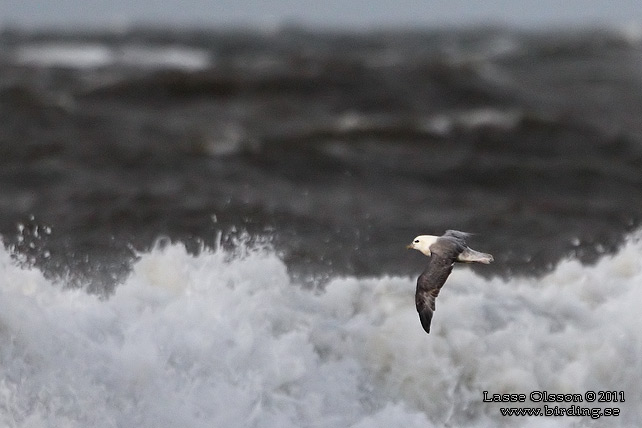 STORMFÅGEL / NORTHERN FULMAR (Fulmarus glacialis) - stor bild / full size