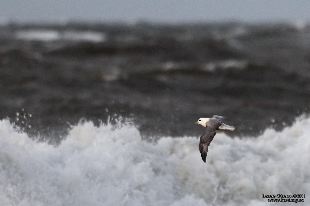 STORMFGEL / NORTHERN FULMAR (Fulmarus glacialis) - Stng / Close