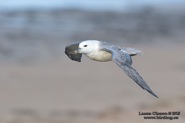 STORMFÅGEL / NORTHERN FULMAR (Fulmarus glacialis) - stor bild / full size