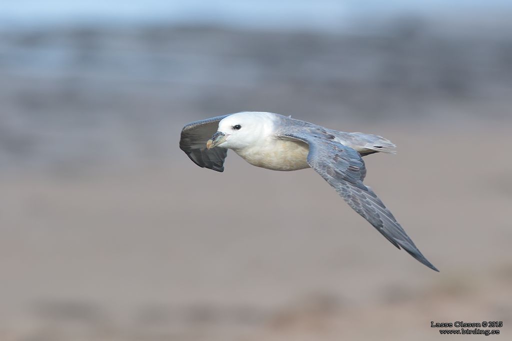 STORMFGEL / NORTHERN FULMAR (Fulmarus glacialis) - Stng / Close