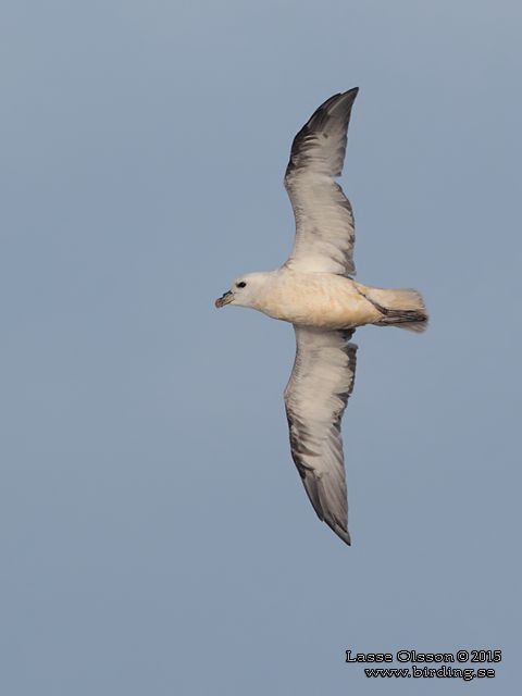 STORMFÅGEL / NORTHERN FULMAR (Fulmarus glacialis) - stor bild / full size