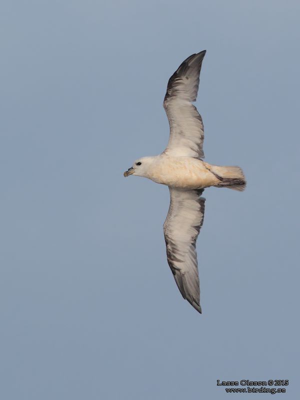 STORMFGEL / NORTHERN FULMAR (Fulmarus glacialis) - Stng / Close