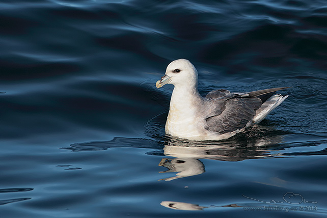 STORMFÅGEL / NORTHERN FULMAR (Fulmarus glacialis) - stor bild / full size