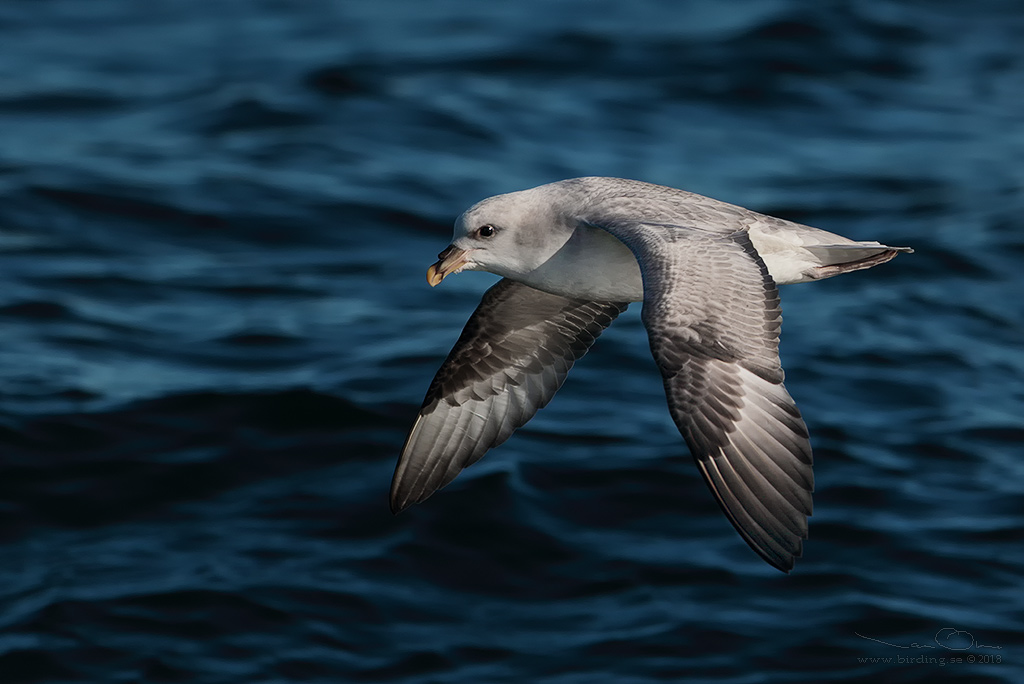 STORMFGEL / NORTHERN FULMAR (Fulmarus glacialis) - Stng / Close