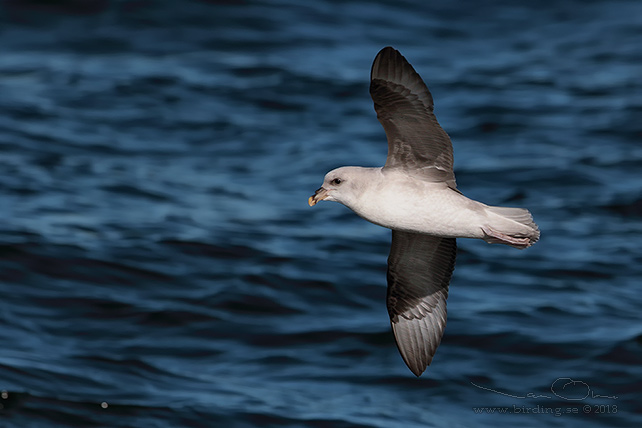 STORMFÅGEL / NORTHERN FULMAR (Fulmarus glacialis) - stor bild / full size