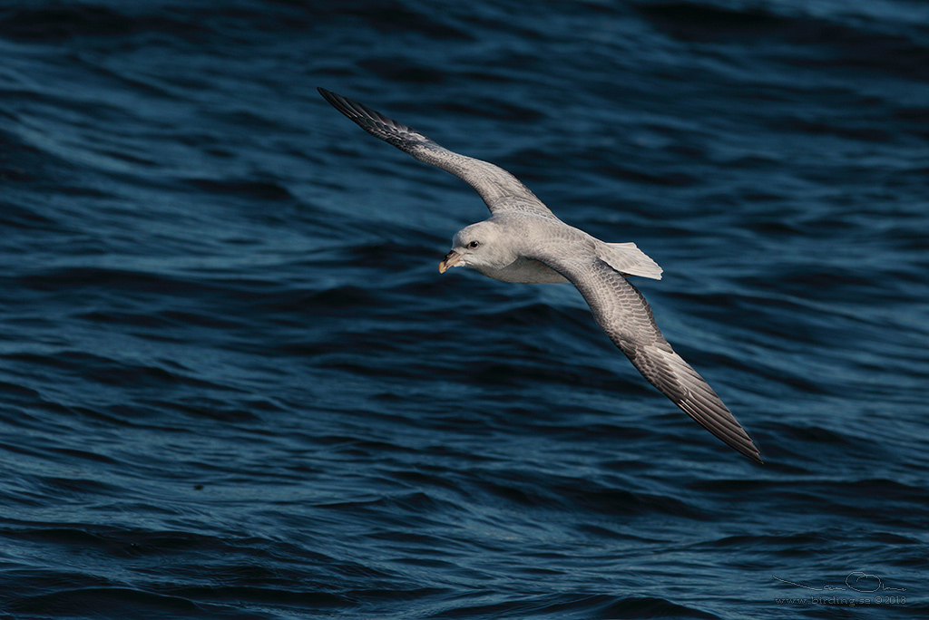 STORMFGEL / NORTHERN FULMAR (Fulmarus glacialis) - Stng / Close