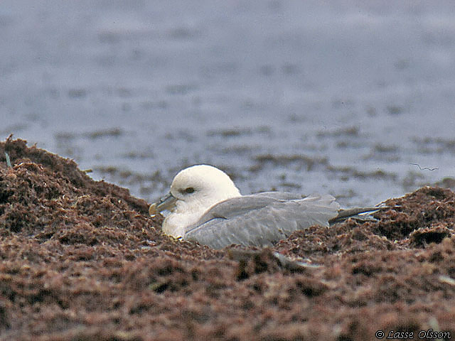 STORMFGEL / NORTHERN FULMAR (Fulmarus glacialis)