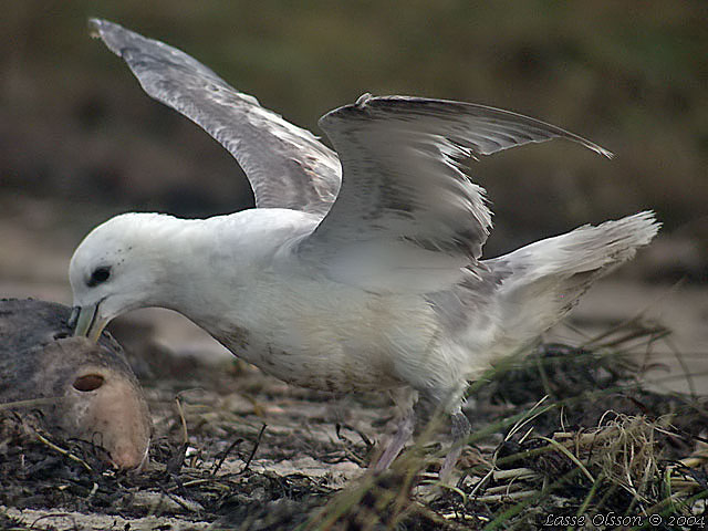 STORMFGEL / NORTHERN FULMAR (Fulmarus glacialis)