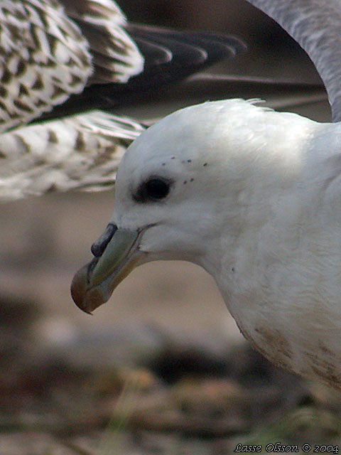 STORMFGEL / NORTHERN FULMAR (Fulmarus glacialis)