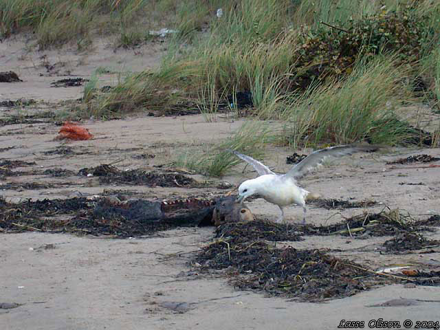 STORMFGEL / NORTHERN FULMAR (Fulmarus glacialis)