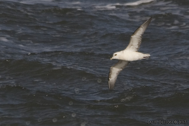 STORMFGEL / NORTHERN FULMAR (Fulmarus glacialis) - stor bild / full size