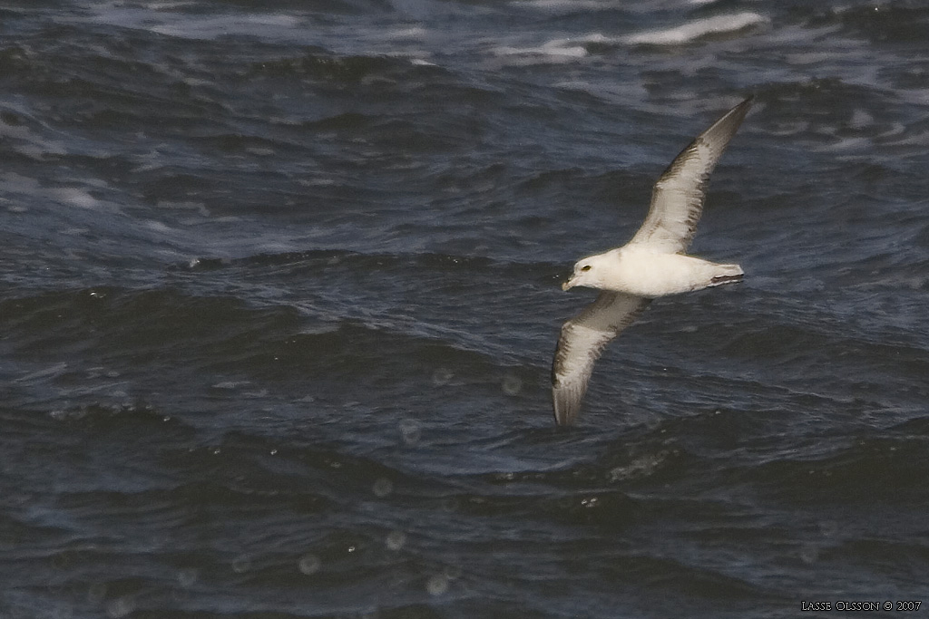 STORMFGEL / NORTHERN FULMAR (Fulmarus glacialis) - Stng / Close