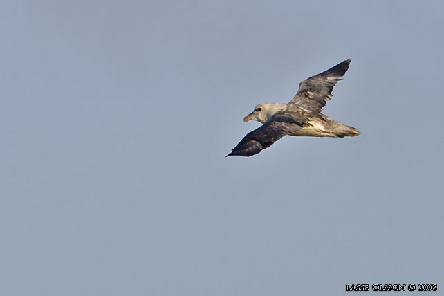 STORMFGEL / NORTHERN FULMAR (Fulmarus glacialis) - stor bild / full size