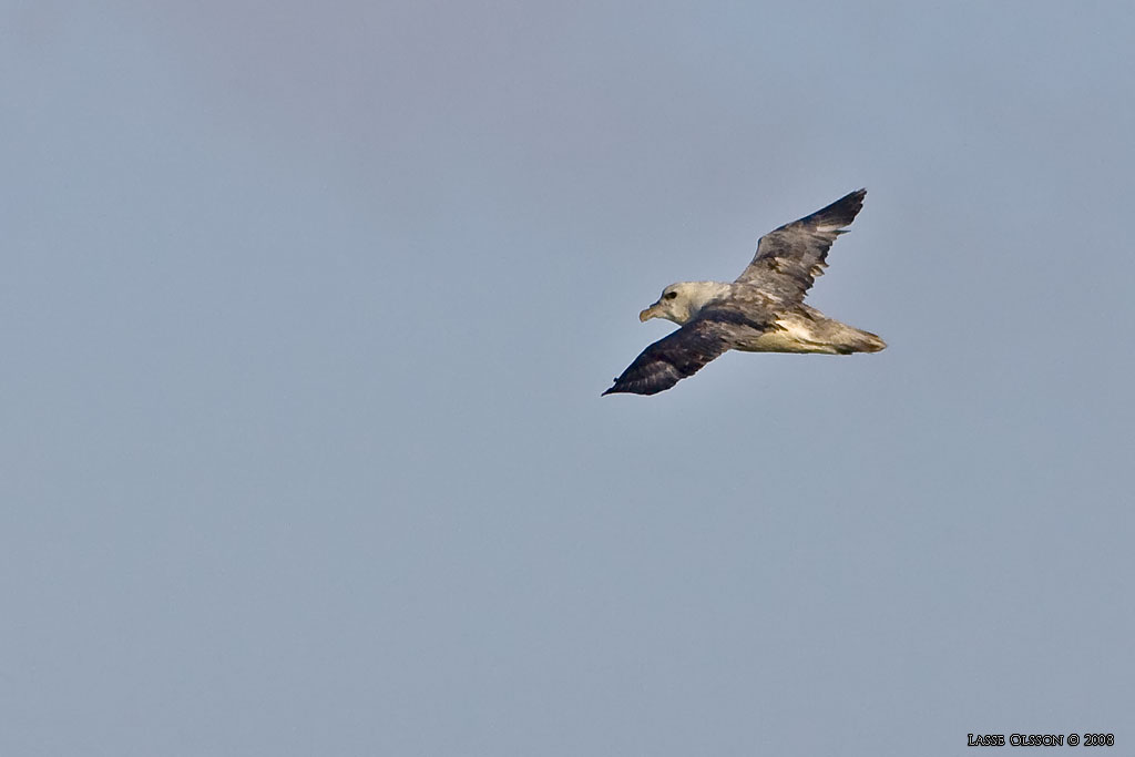 STORMFGEL / NORTHERN FULMAR (Fulmarus glacialis) - Stng / Close