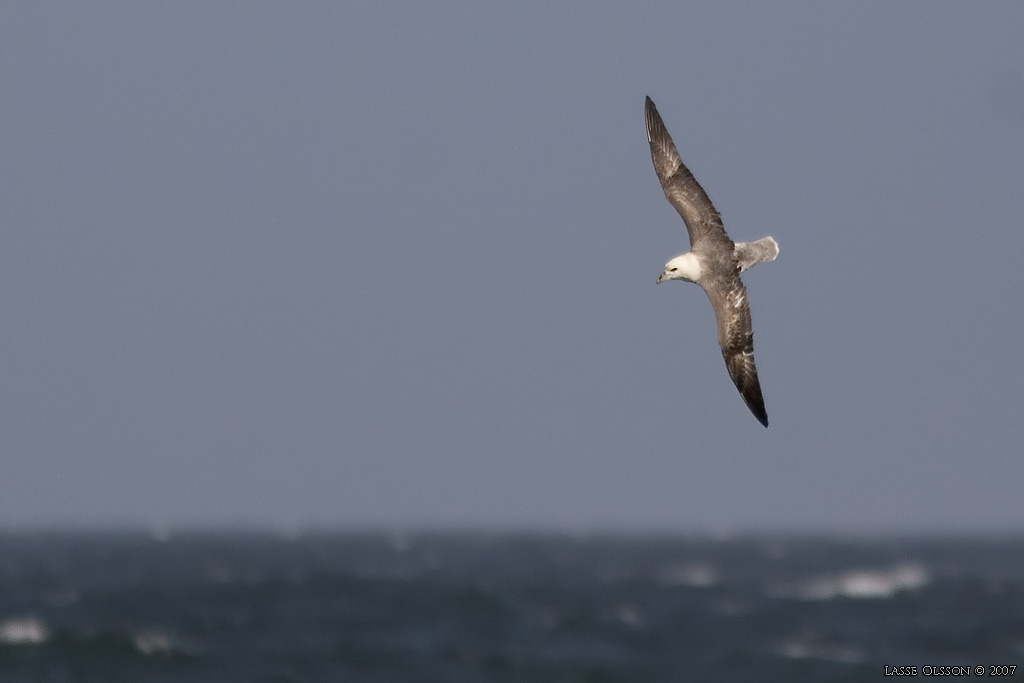 STORMFGEL / NORTHERN FULMAR (Fulmarus glacialis) - Stng / Close