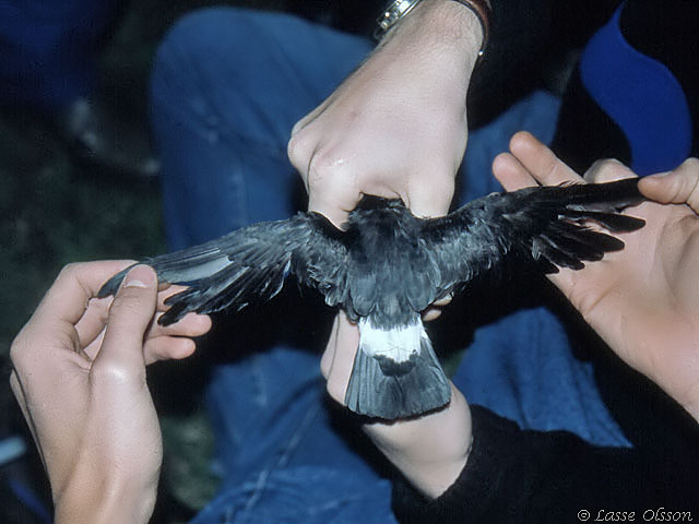 STORMSVALA / EUROPEAN STORM-PETREL (Hydrobates pelagicus)