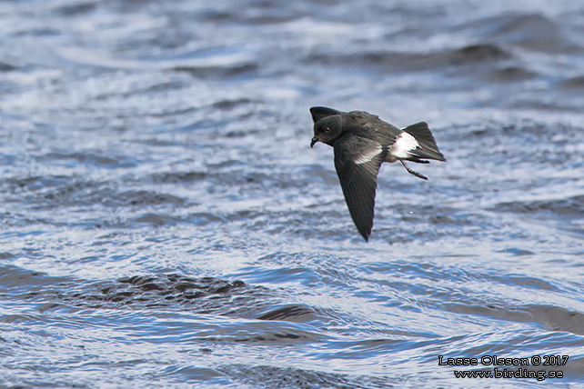 STORMSVALA / EUROPEAN STORM-PETREL (Hydrobates pelagicus)