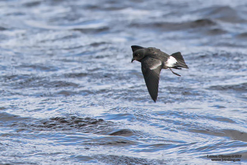 STORMSVALA / EUROPEAN STORM-PETREL (Hydrobates pelagicus) - Stng / Close