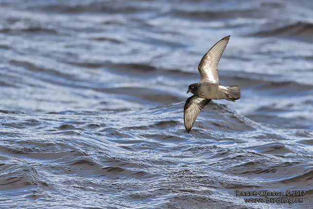 STORMSVALA / EUROPEAN STORM-PETREL (Hydrobates pelagicus)