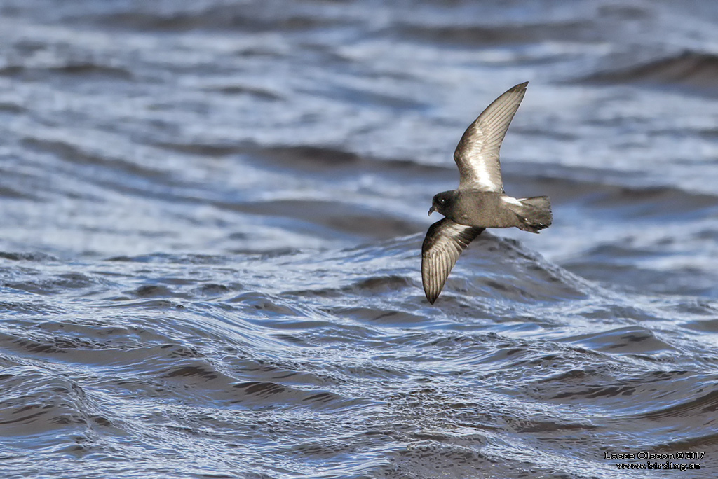 STORMSVALA / EUROPEAN STORM-PETREL (Hydrobates pelagicus) - Stng / Close