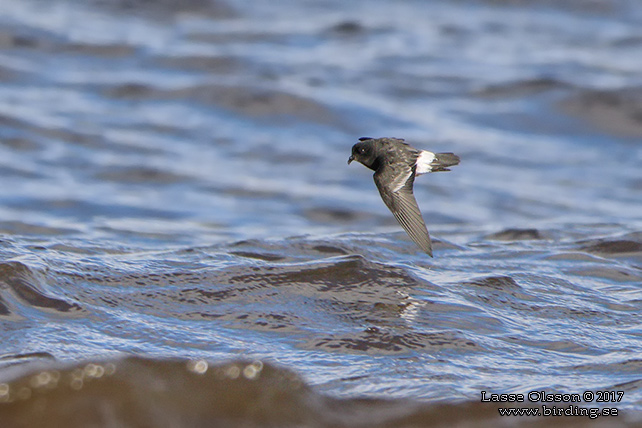 STORMSVALA / EUROPEAN STORM-PETREL (Hydrobates pelagicus)