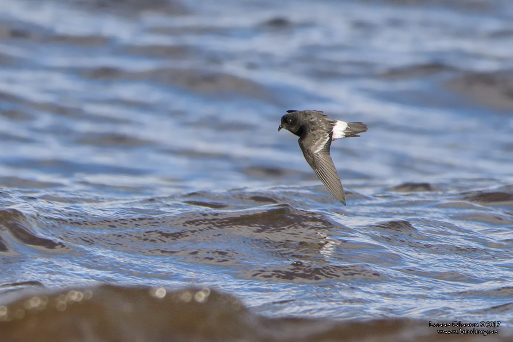 STORMSVALA / EUROPEAN STORM-PETREL (Hydrobates pelagicus) - Stng / Close