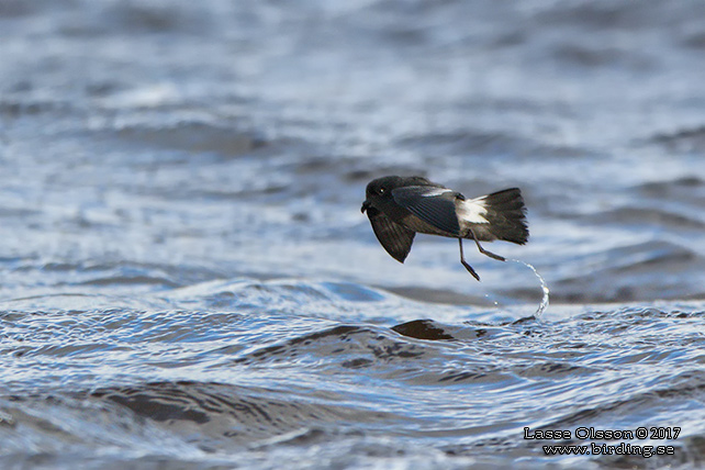 STORMSVALA / EUROPEAN STORM-PETREL (Hydrobates pelagicus)