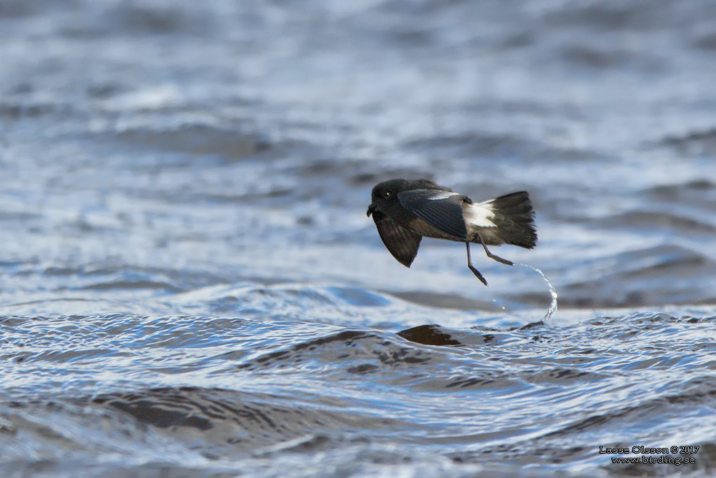 STORMSVALA / EUROPEAN STORM-PETREL (Hydrobates pelagicus) - Stng / Close