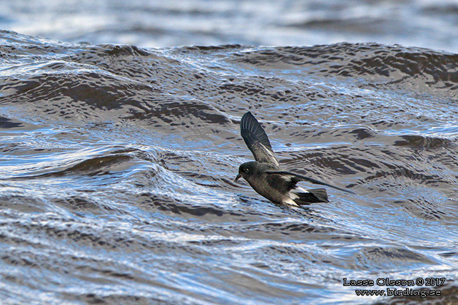 STORMSVALA / EUROPEAN STORM-PETREL (Hydrobates pelagicus)